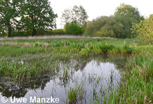 Eubranchipus grubii © U. Manzke Eubranchipus grubii © U. Manzke