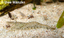 Crangon crangon © U. Manzke Crangon crangon © U. Manzke