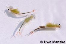 Streptocephalus torvicornis © U.Manzke pic