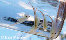 Tanymastix stagnalis © U. Manzke pic
