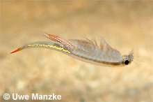 Streptocephalus torvicornis © U.Manzke pic