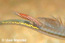 Streptocephalus torvicornis © U.Manzke pic