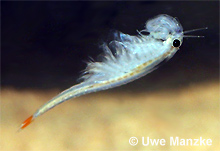 Streptocephalus torvicornis © U.Manzke pic