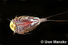 Triops cancriformis © U. Manzke pic