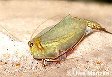 Triops cancriformis © U. Manzke pic
