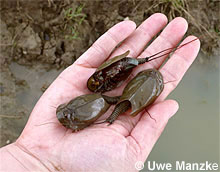 Triops cancriformis © U. Manzke pic