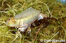 Triops cancriformis © U. Manzke pic