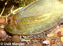 Triops cancriformis © U. Manzke pic