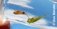 Tanymastix stagnalis © U. Manzke pic
