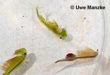Eubranchipus grubii © U. Manzke Eubranchipus grubii © U. Manzke