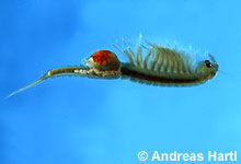 Tanymastix stagnalis © A. Hartl pic