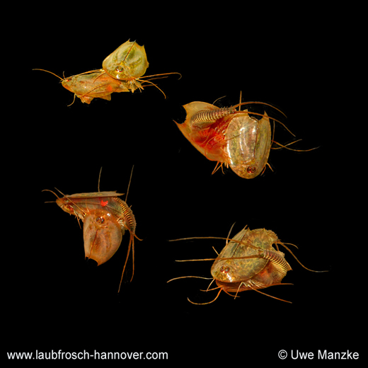 Paarungssituation bei Notostracen, hier Triops cancriformis © U. Manzke Paarungssituation bei Notostracen, hier Triops cancriformis © U. Manzke