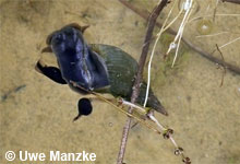 © U. Manzke © U. Manzke