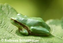 Wiederansiedlung Laubfrosch in den Sohrwiesen © U. Manzke