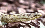 Schlingnatter © U. Manzke pic