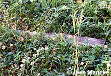 Blindschleiche © U. Manzke pic