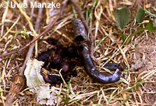 Blindschleiche © U. Manzke pic