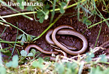 Blindschleiche © U. Manzke pic