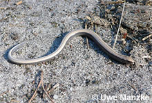 Blindschleiche, Jungtier © U. Manzke pic