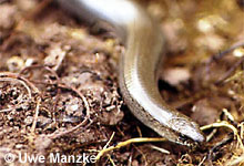 Blindschleiche, Männchen © U. Manzke pic