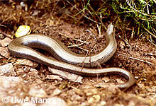 Blindschleiche, Weibchen © U. Manzke pic