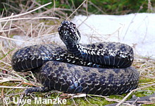 Kreuzottermännchen © U. Manzke pic