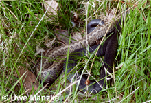 Kreuzotter: Männchen © U. Manzke pic