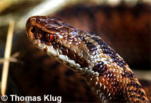 Kreuzotterweibchen © T. Klug pic