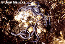 Ringelnatter, frisch geschlüpfte Jungtiere am Gelege © U. Manzke pic