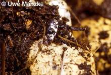 Ringelnatter: beim Schlupf © U. Manzke pic