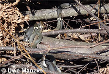 Balzende Männchen der Ringelnatter © U. Manze pic