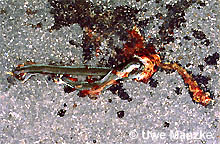 Ringelnatter: überfahrenes Weibchen © U. Manzke pic