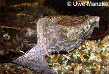 Schnapschildkröte © U. Manzke pic