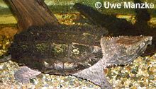 Schnapschildkröte © U. Manzke pic