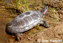Rotwangenschmuckschildkröte © U. Manzke pic
