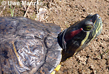 Rotwangenschmuckschildkröte © U. Manzke pic