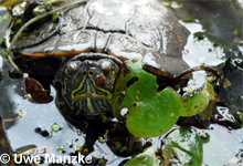 Rotwangenschmuckschildkröte © U. Manzke pic
