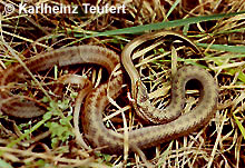 Schlingnatter frisst Blindschleiche © K. Teufert pic