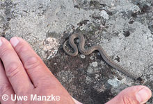 Schlingnatter © U. Manzke pic