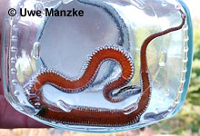 Schlingnatter © U. Manzke pic