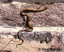Schlingnatter © U. Manzke pic