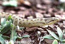 Schlingnatter, Portrait © U. Manzke pic