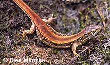 Zauneidechse, Weibchen der roten Farbform © U. Manzke pic