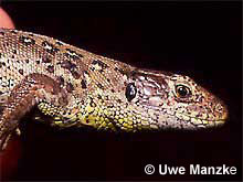 Zauneidechse, Weibchen mit Zecken© U. Manzke pic