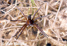 Piratenspinne © U. Manzke Piratenspinne © U. Manzke
