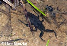 Wasserskorpion © U. Manzke Wasserskorpion © U. Manzke