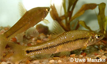 Der asiatische Blaubandbärbling gehört nicht in unsere Gewässer! © U. Manzke