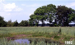 Kleingewässer in umgebrochenen Grünland