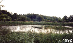 ca. 10 Jahre altes Amphibienschutzgewässer
