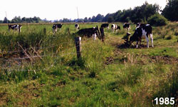 besonntes Kleingewässer